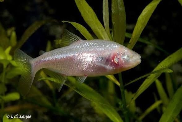GRATUIT - poissons des cavernes aveugles (Astyanax mexicanus, Poisson