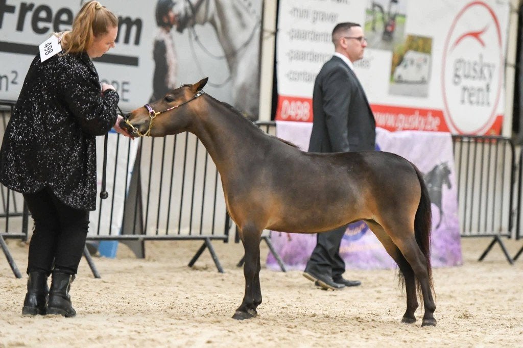 Amha/bmp merrie, Jument, Poney A (jusqu'à 1.17 m), Avec pedigree, 3 à 6 ans