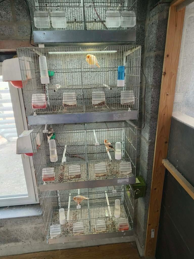 alles komt te koop na het kweek seizoen, Dieren en Toebehoren, Vogels | Kanaries, Meerdere dieren, Postuurkanarie