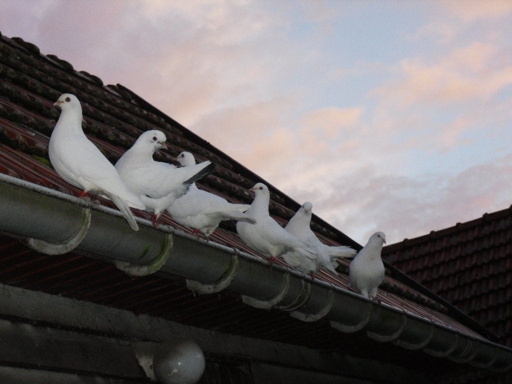 Witte duiven, Dieren en Toebehoren, Meerdere dieren, Overige soorten