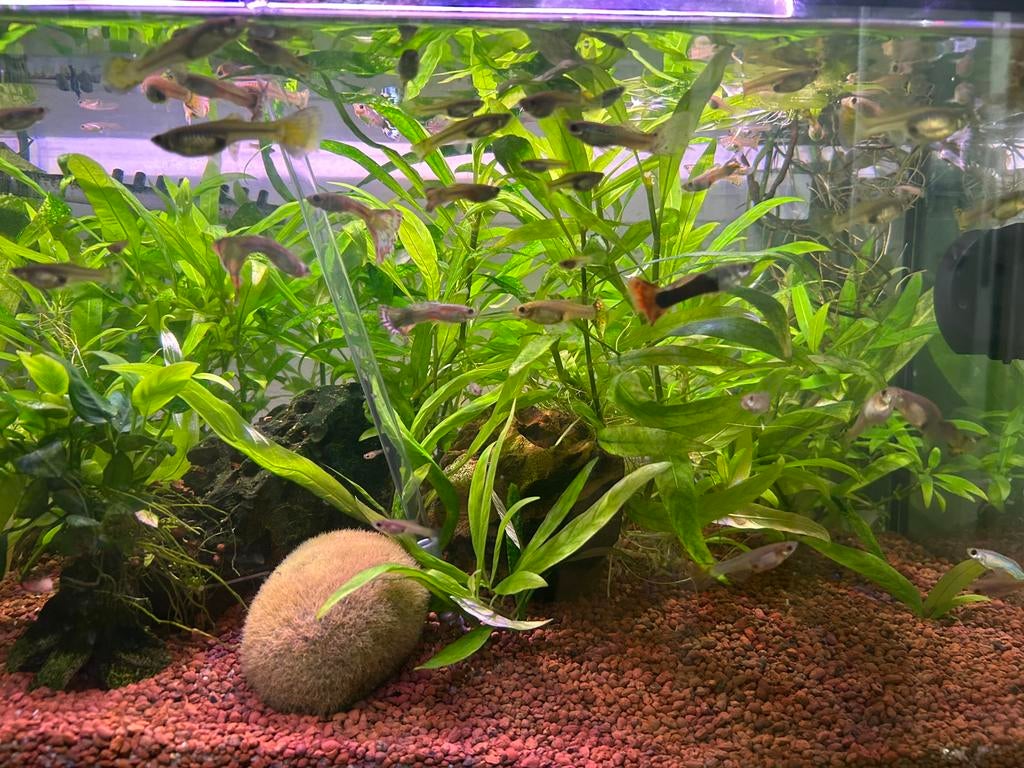 Guppyvissen, Dieren en Toebehoren, Vissen | Aquariumvissen, Vis, Zoetwatervis