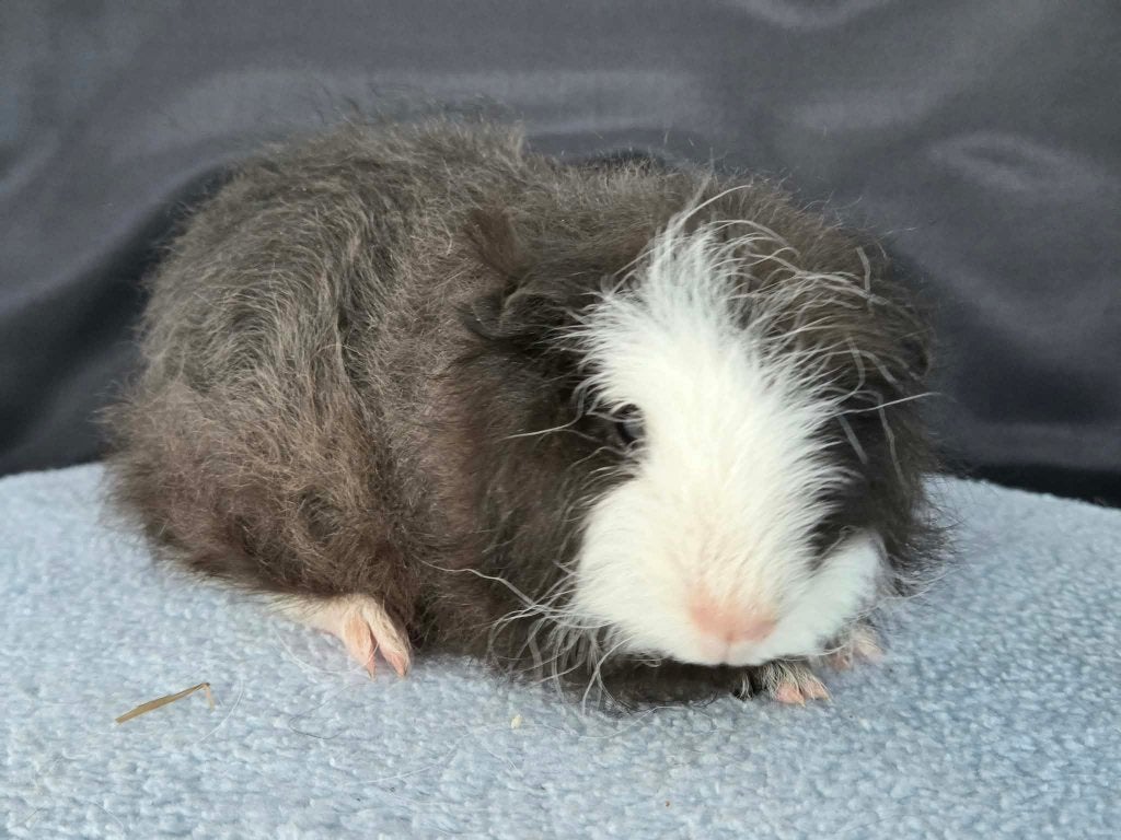Lieve Ch Teddy cavia beertjes beschikbaar, Dieren en Toebehoren, Cavia, Augustus, Mannelijk, Tam