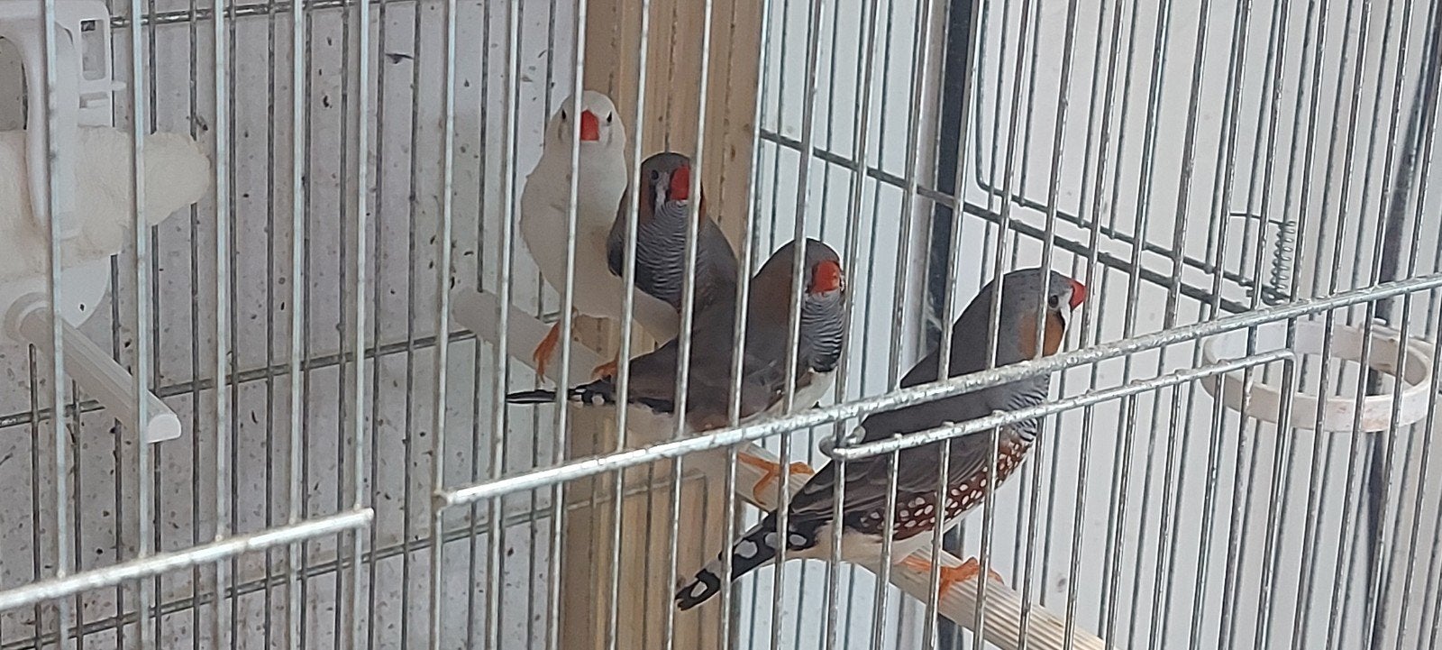 mandarins