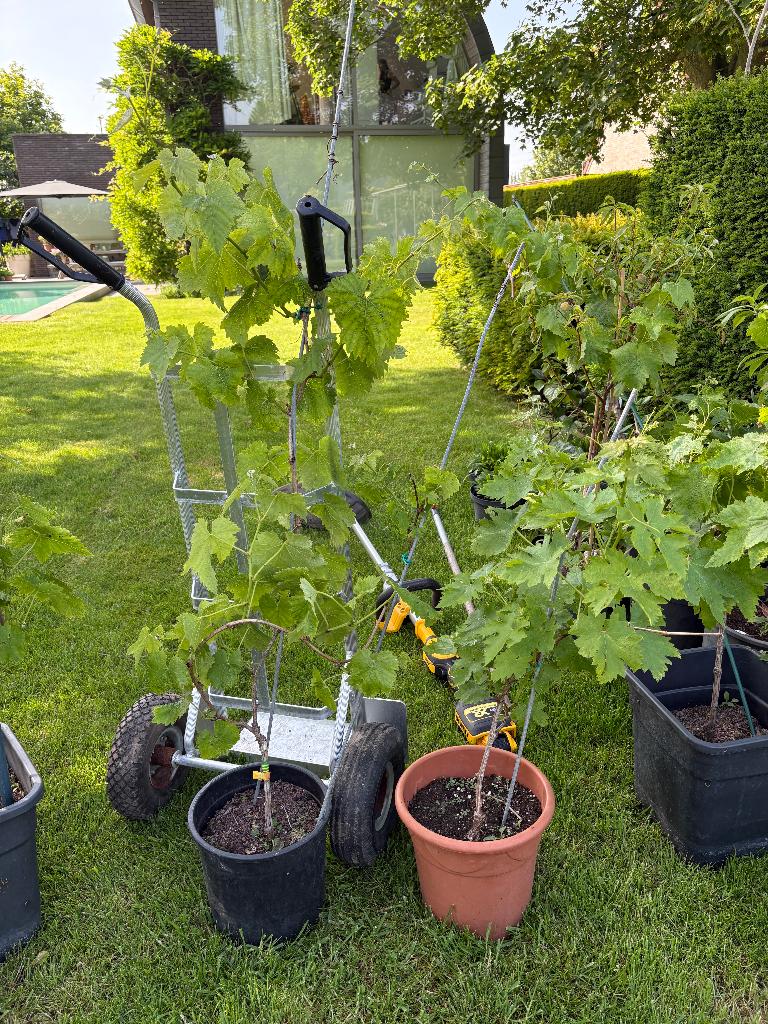Belgische druivelaars in grote pot (Baidor), Tuin en Terras, Planten | Tuinplanten, Ophalen, Vaste plant