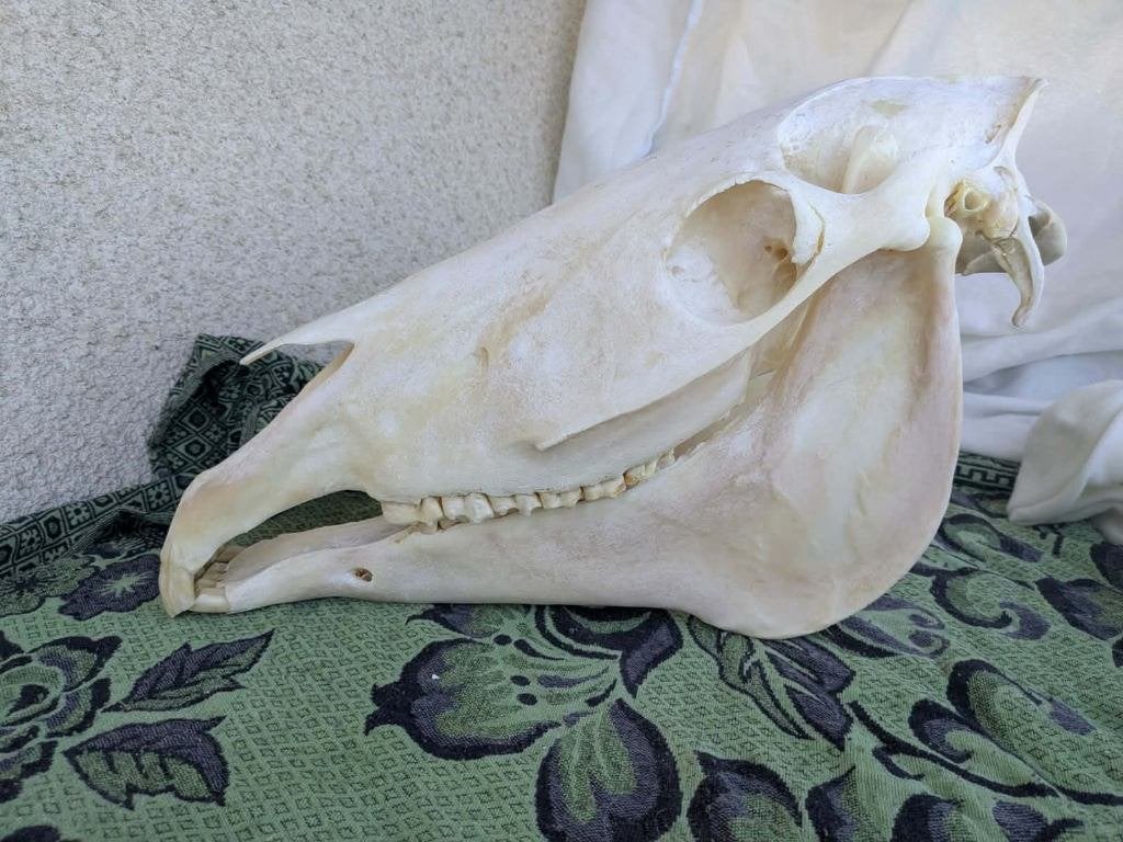 Paardenschedel schedel botten paard anatomie 50 tot 60cm, Verzenden, Gebruikt, Paard, Schedel