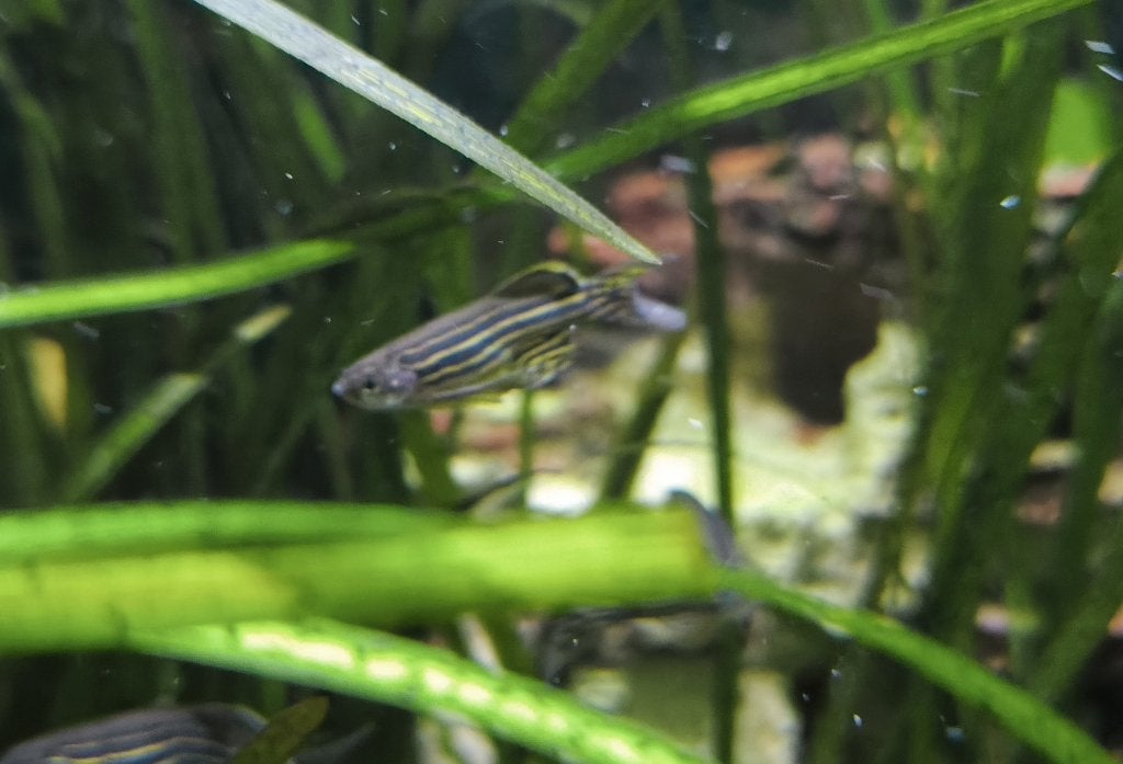 Zebra danio, Dieren en Toebehoren, Vis, Zoetwatervis, Schoolvis
