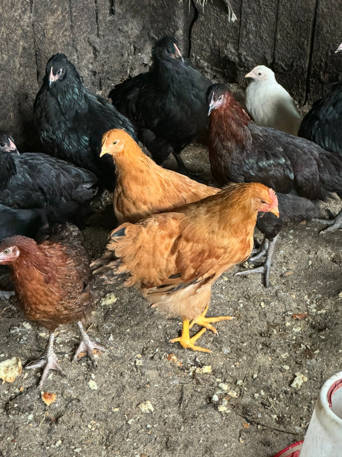 Trio new Hampshire kuikens, Dieren en Toebehoren