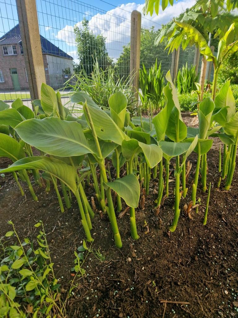 Canna Teurckheimii & Canna musafolia rubrum, Tuin en Terras, Planten | Tuinplanten, Volle zon, Vaste plant, Zomer, Ophalen