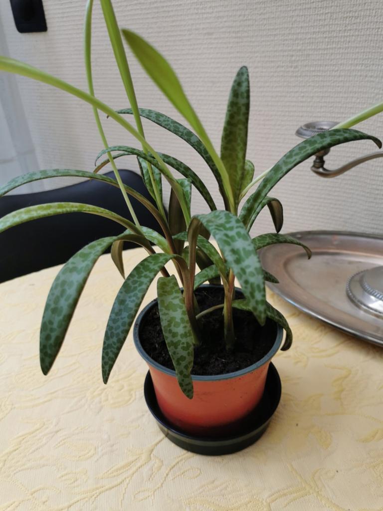 Ledebouria socialis, plant in goede gezondheid., Huis en Inrichting, Kamerplanten, Ophalen, Overige soorten, Minder dan 100 cm
