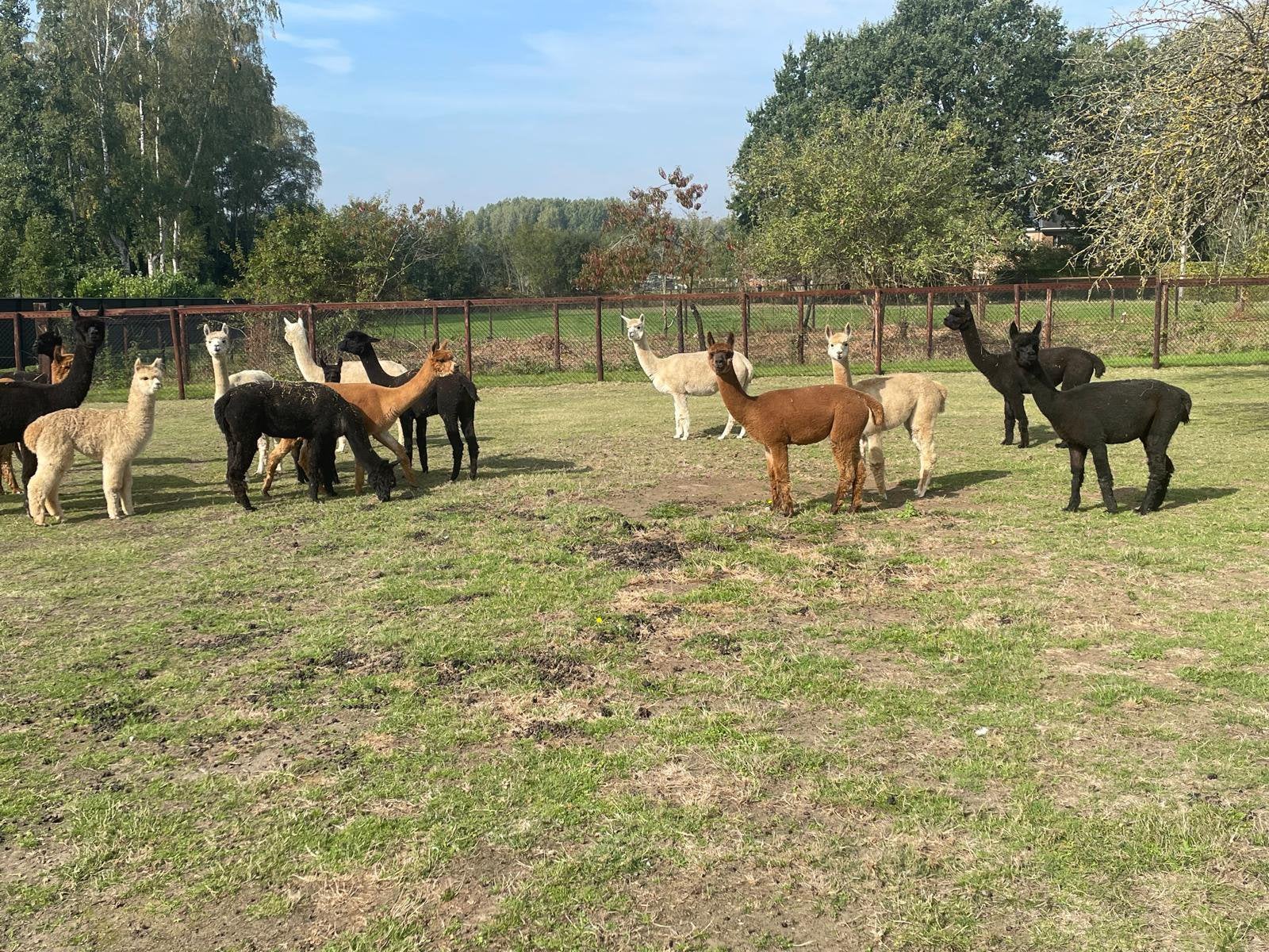 Alpaca's te koop, Dieren en Toebehoren, Mei, Meerdere dieren