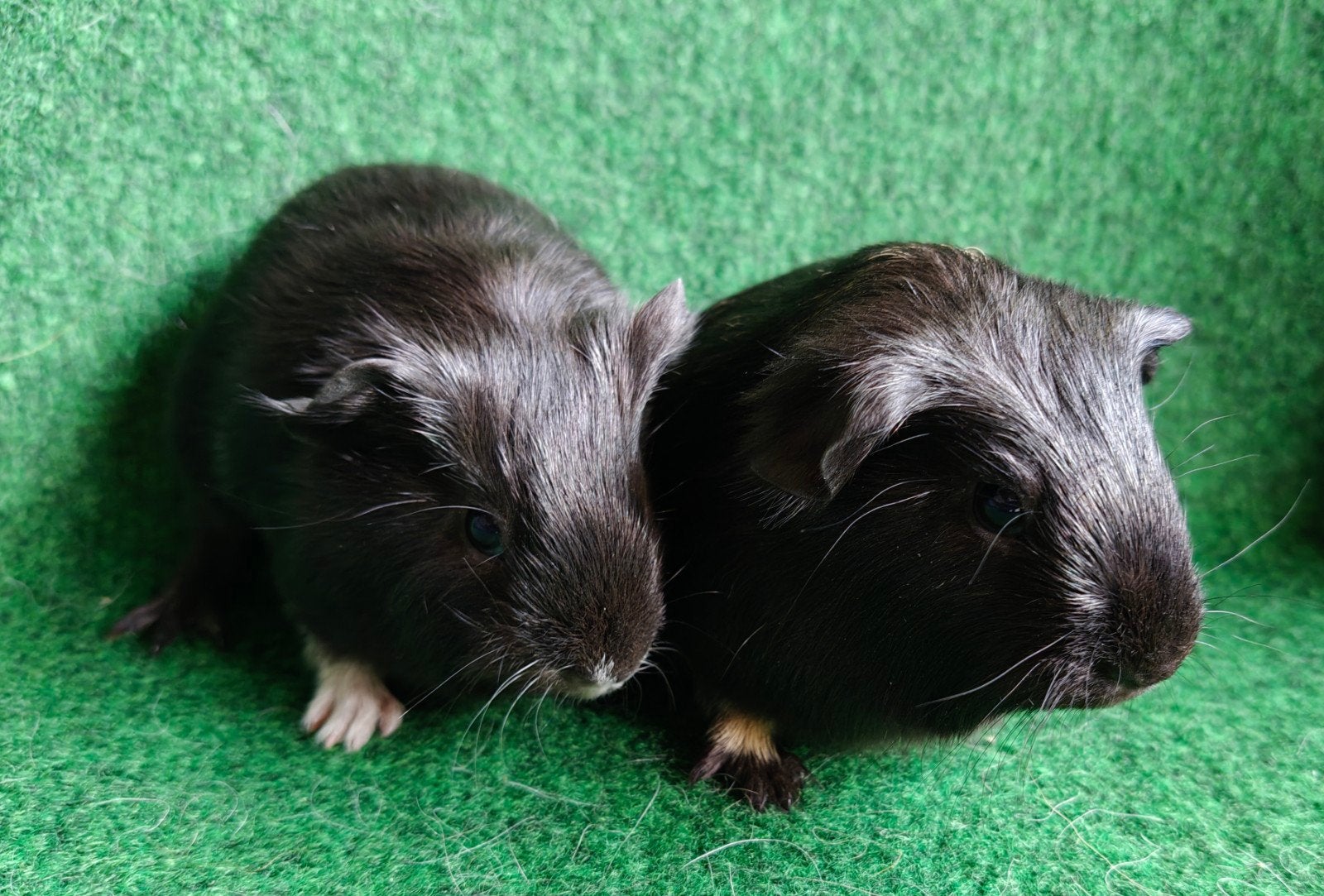 cavia beertjes tdd, Animaux & Accessoires, Octobre, Mâle, Cobaye