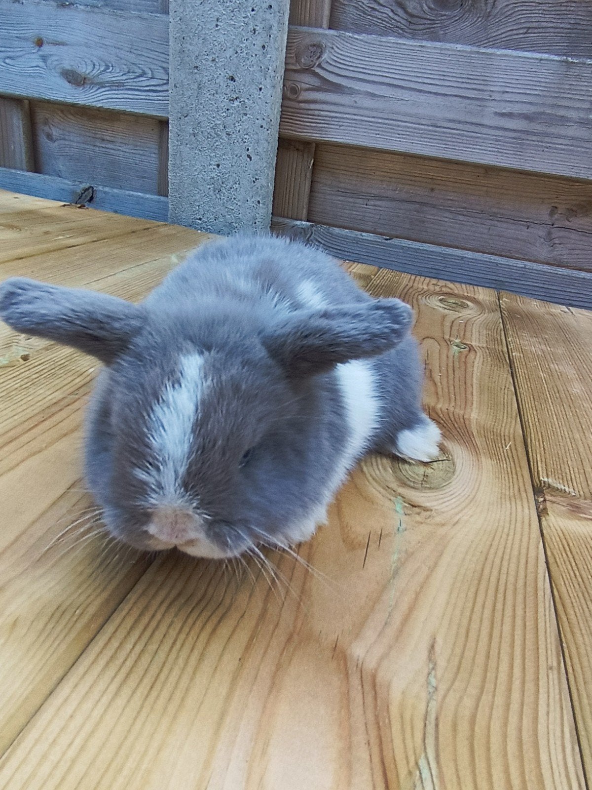 Minilop ram bonte feh, Dieren en Toebehoren