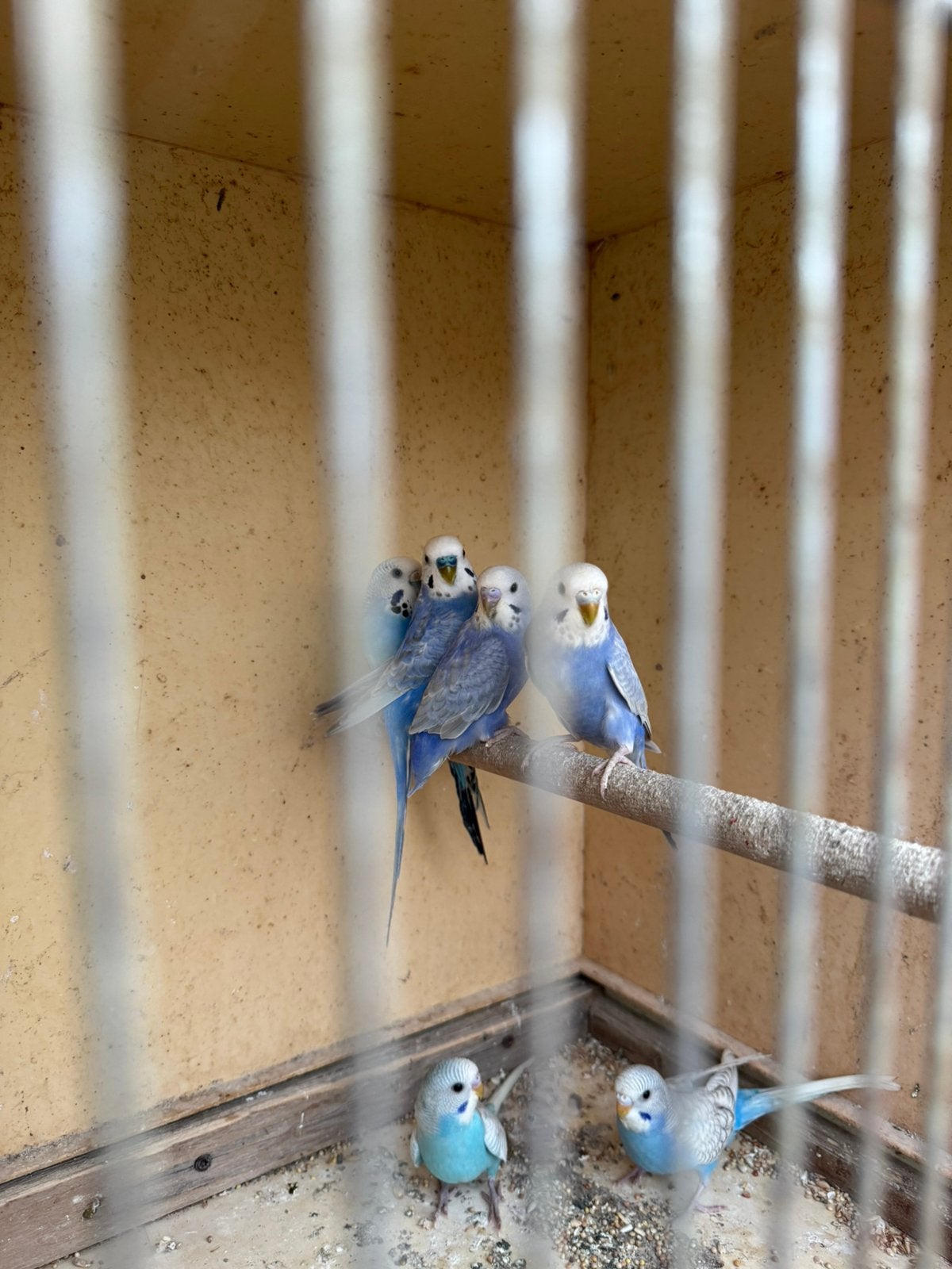 Grasparkieten te koop, Dieren en Toebehoren
