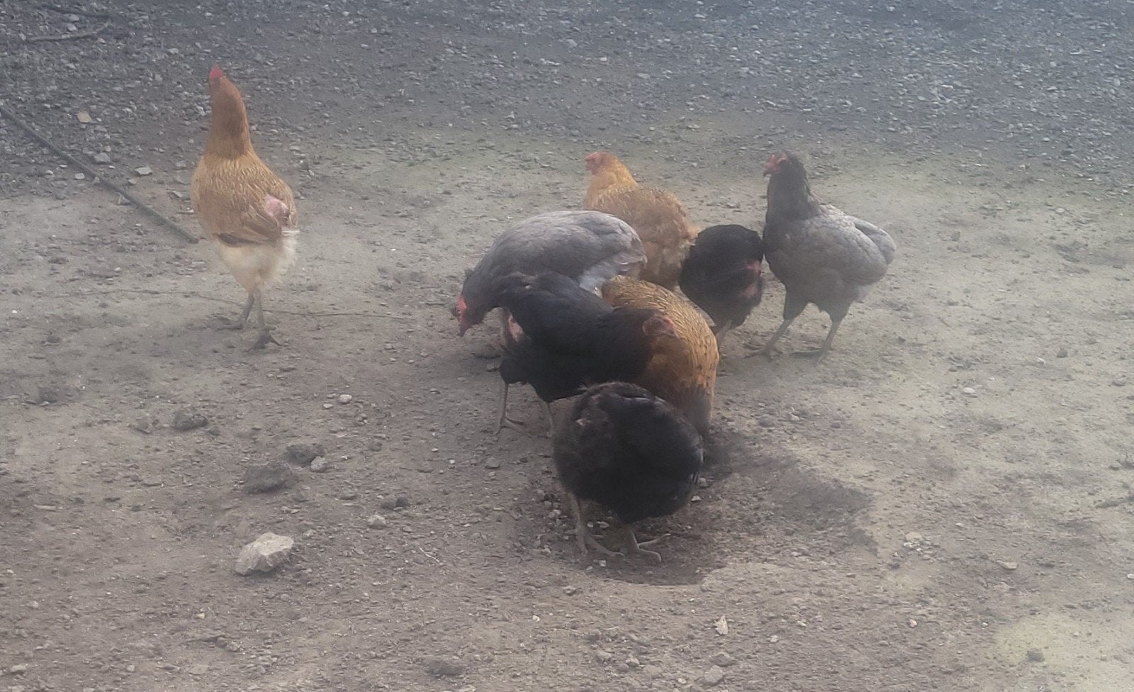 10 Araucana-kippen te koop., Dieren en Toebehoren