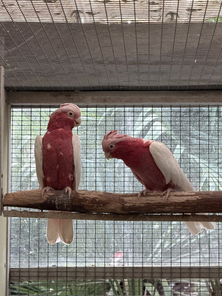 Lutino rose kaketoe, Dieren en Toebehoren, Papegaai, Geringd