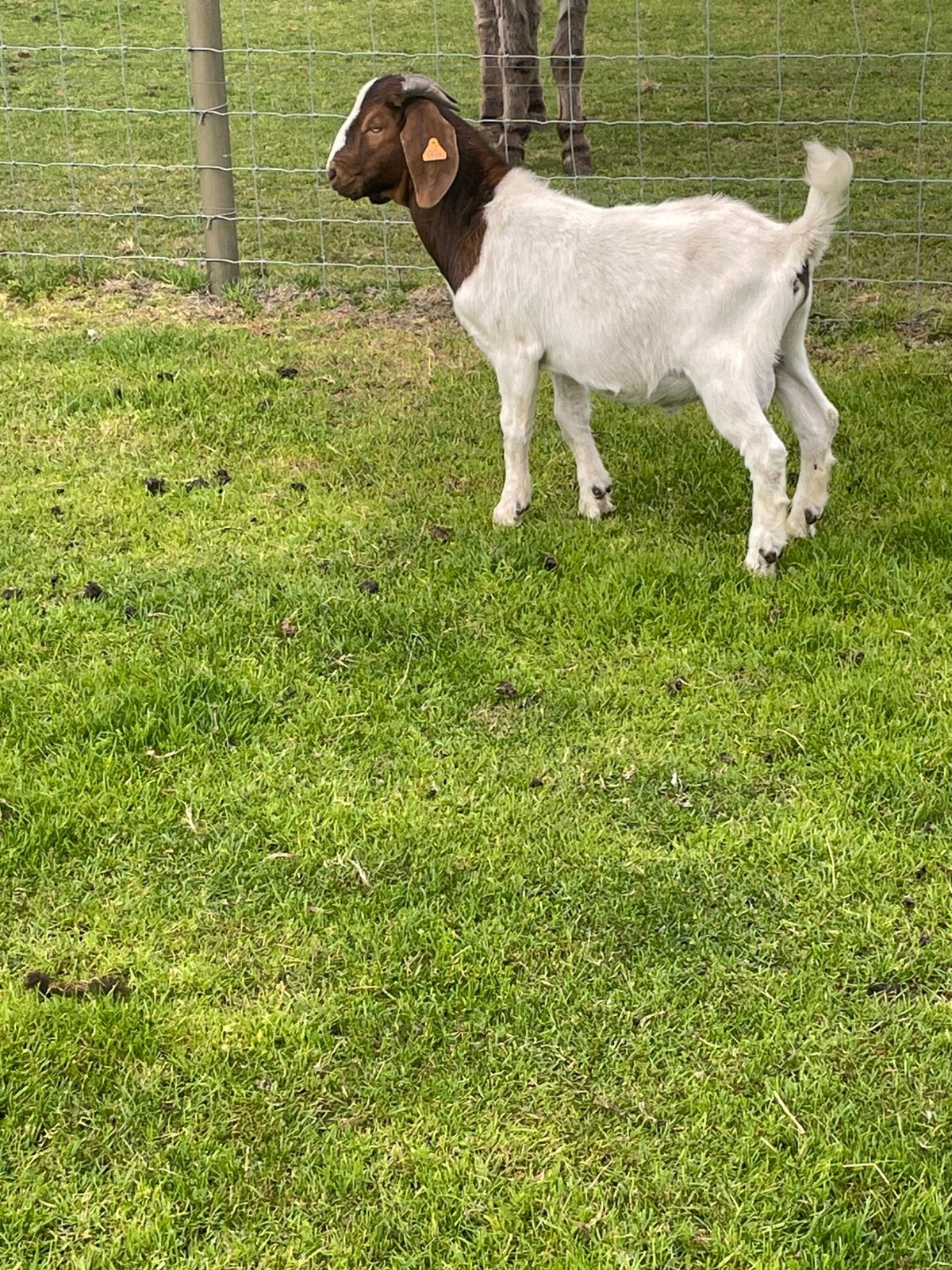 Boeregeiten, Plusieurs animaux, Chèvre, 0 à 2 ans