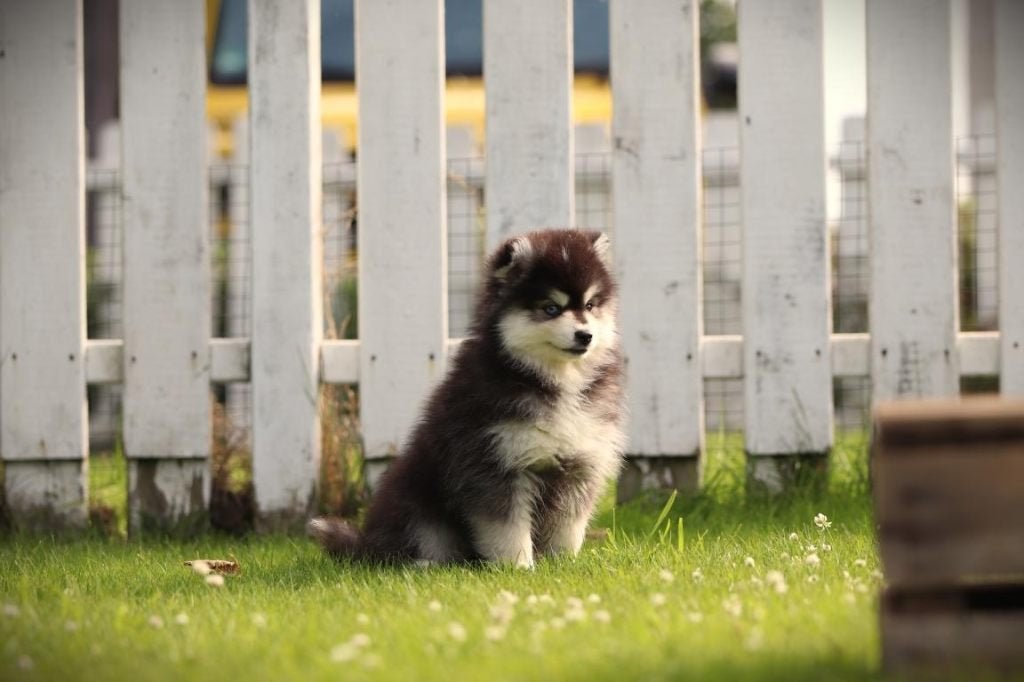 Pomsky pups, Mini Husky, Parvo, België, 8 tot 15 weken, Poolhond