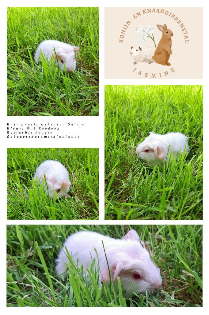 Engels gekruind Satijn - Wit Roodoog - Zeugje, Dieren en Toebehoren, Knaagdieren, Cavia, Juni, Vrouwelijk, Tam