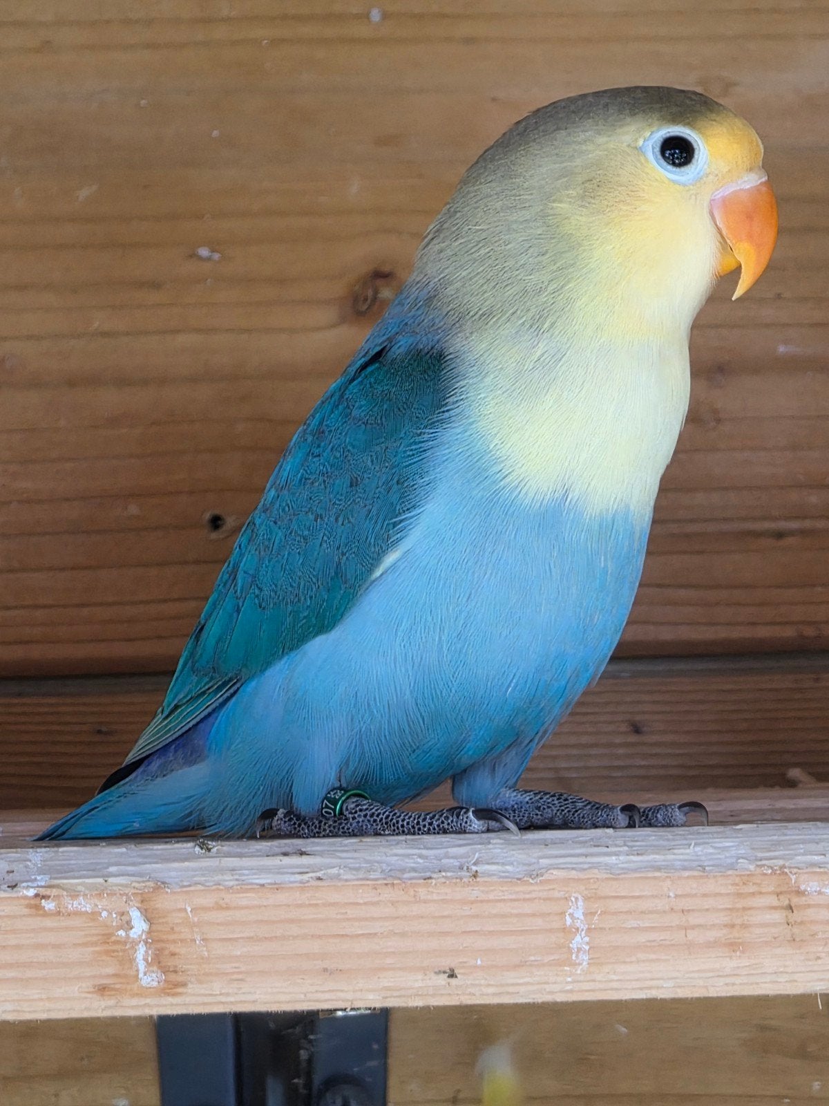 Agapornis fischeri turquoise man 2026, Dieren en Toebehoren, Vogels | Parkieten en Papegaaien, Mannelijk, Dwergpapegaai of Agapornis
