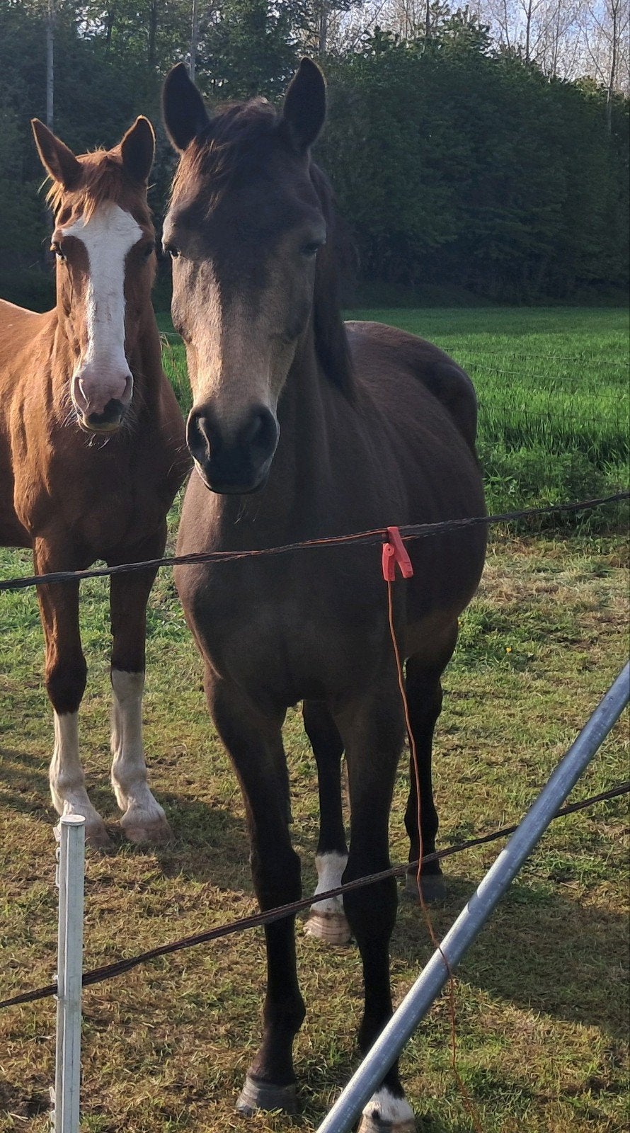 Mooie 5 jarige BWP-merrie, Animaux & Accessoires, Chevaux, 160 à 165 cm, Non dressé, Cheval de récréation, Jument
