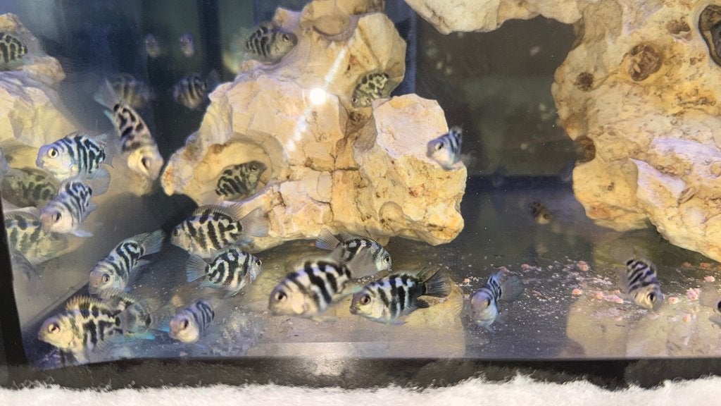 Blue polar parrot Cichlids, Dieren en Toebehoren, Vis, Zoetwatervis