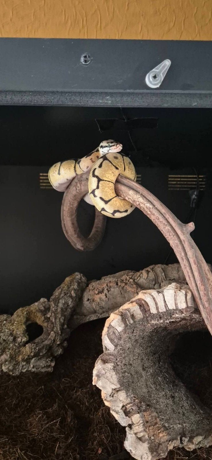 python regius Ball Python - unknown for sale from Paul
