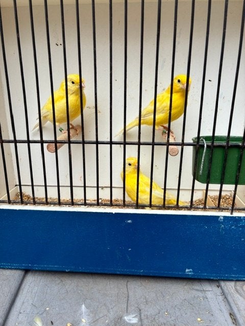 Kanarie vogels 2026, Plusieurs animaux, Canari de couleur