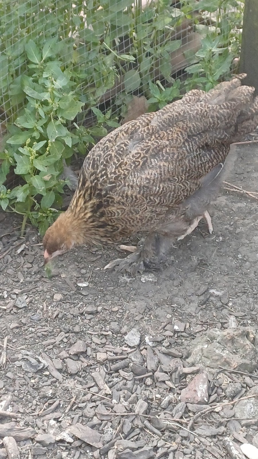 Grand brahma perdrix maille doré, Animaux & Accessoires