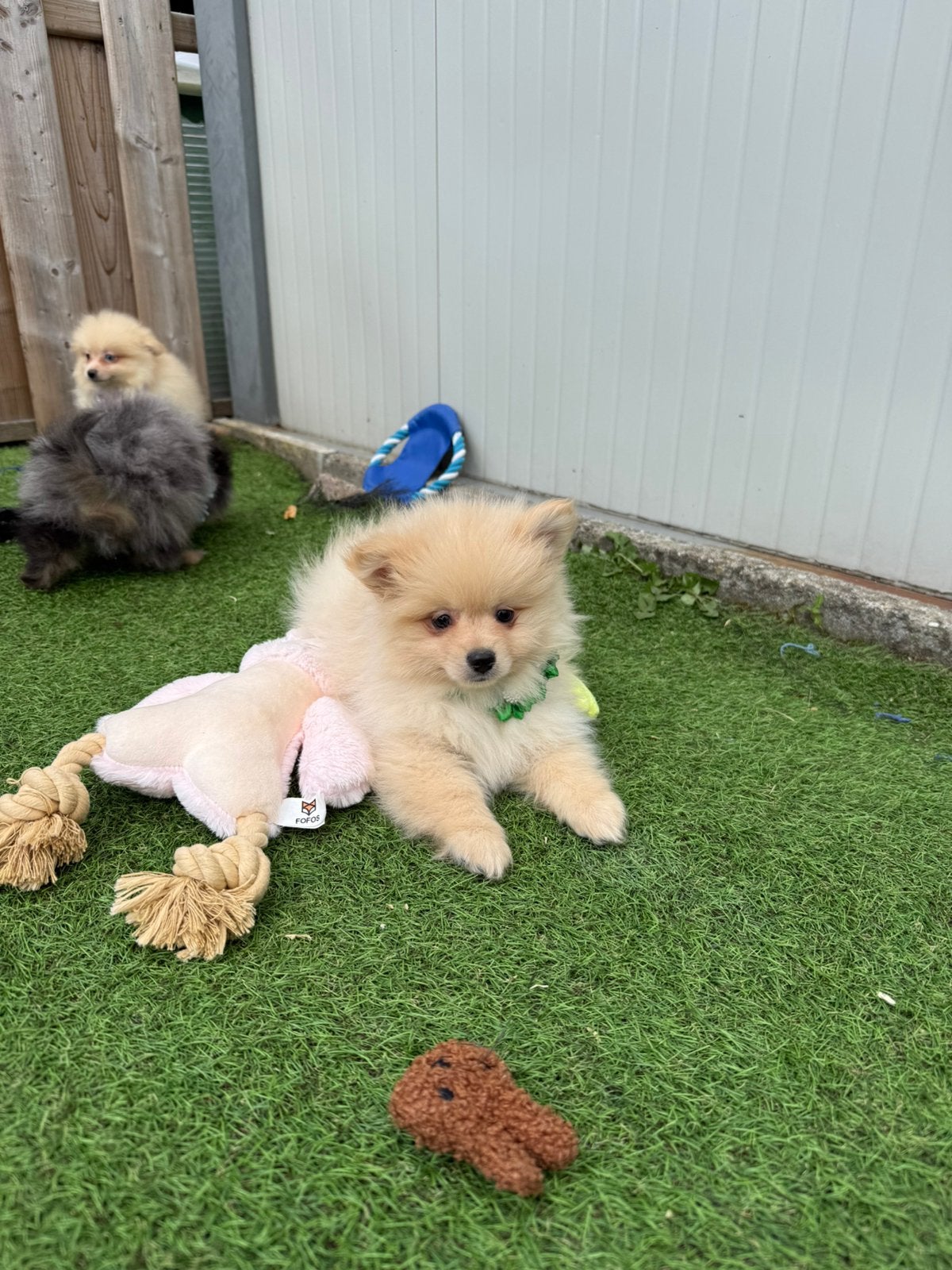 Schattige pomeriaan/dwergkeeshond pups, Dieren en Toebehoren, Parvo, België, Keeshond, Reu