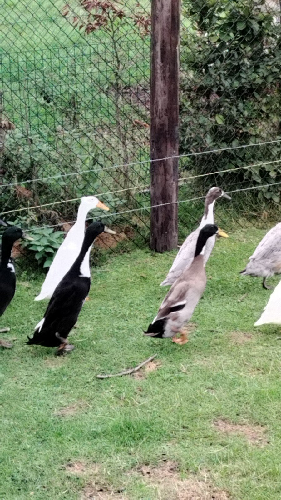 loopeenden vrouwen!!, Animaux & Accessoires, Juin, Plusieurs animaux