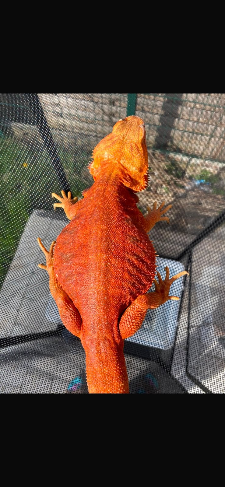 Pogona vitticeps femelle red trans Leatherback