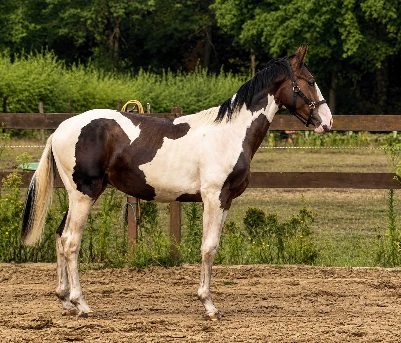 Springgefokte bonte jaarling, Dieren en Toebehoren, Paarden, Springpaard, Met stamboom, 0 tot 2 jaar, Hengst