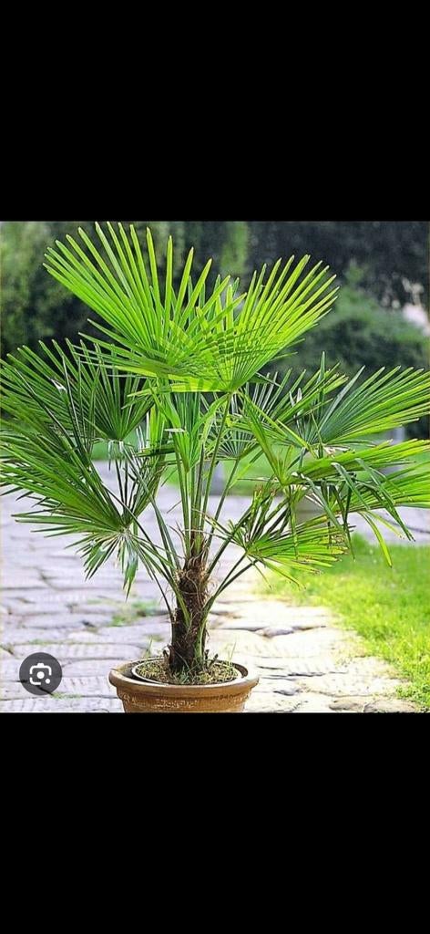 Palmboom Trachycarpus Fortunei (Winterhard), Ophalen