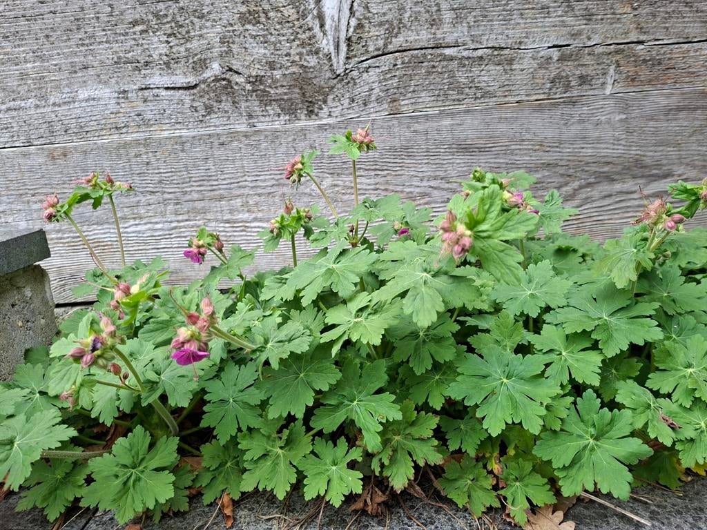 PLANT NU - Mooie sterke bodembedekker geranium macrorrhizum, Tuin en Terras, Ophalen, Lente, Vaste plant, Bodembedekkers