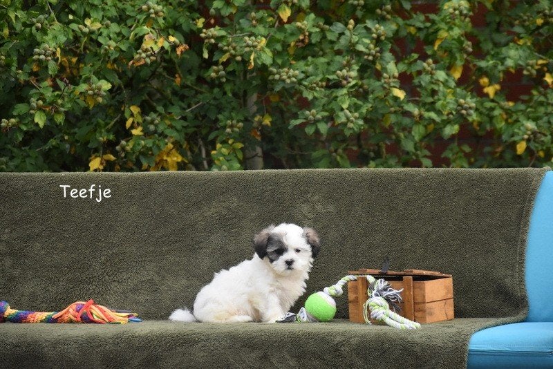 Prachtige Boomer pups, België, CDV (hondenziekte), 8 tot 15 weken, Meerdere