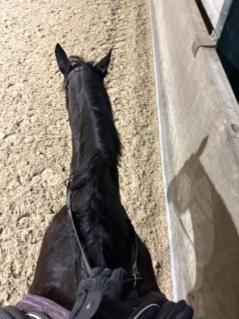 Bijrijden aangeboden/verzorgpaard gezocht, Dieren en Toebehoren, Pony's