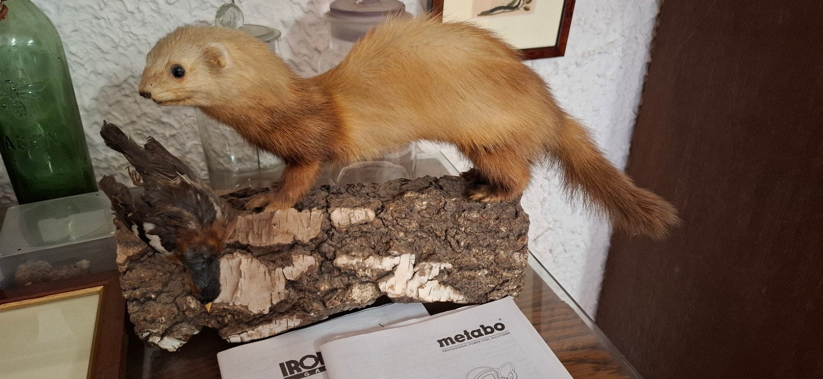 Belette avec proie - Taxidermie, Enlèvement ou Envoi, Oiseaux