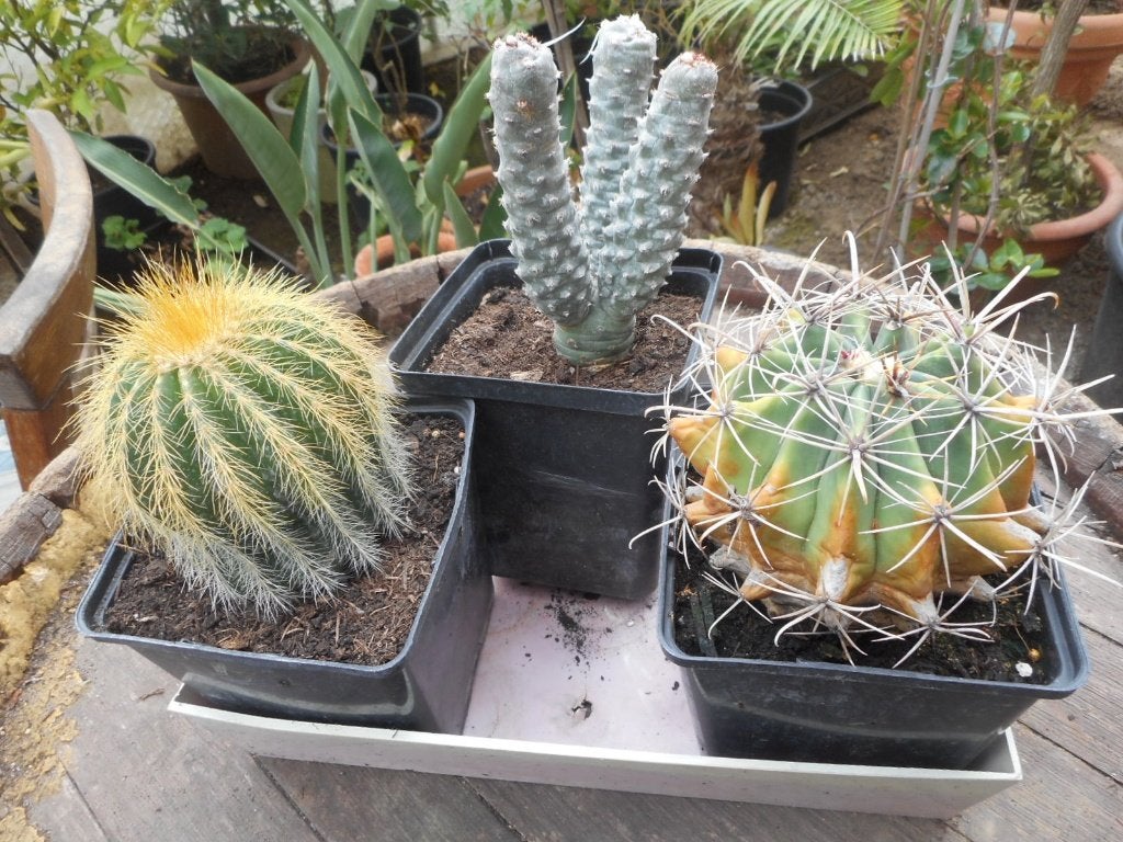 Planten, Ophalen of Verzenden, Vaste plant, Overige soorten, Volle zon