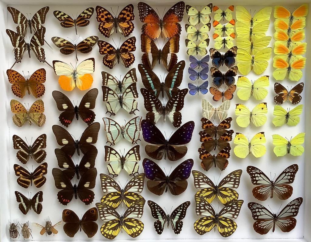 Vlinders voor collectie/stolp/kader, Ophalen of Verzenden