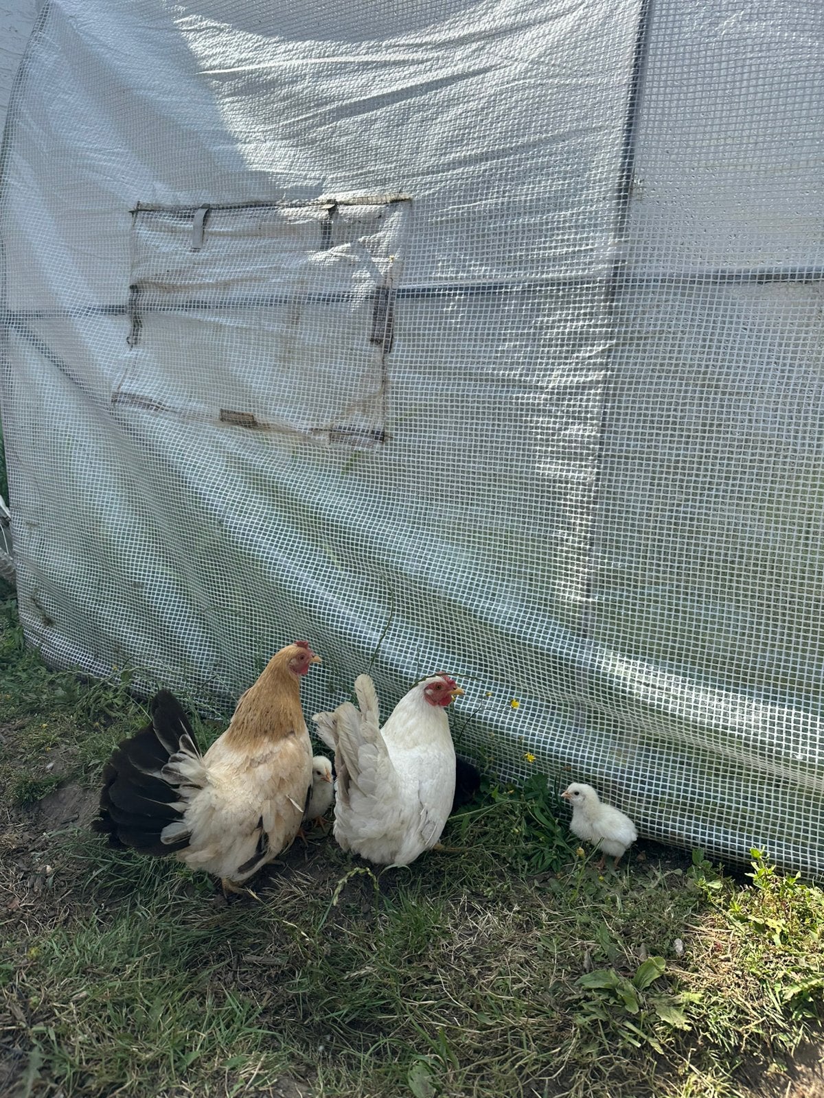 Twee shabo hennen met kuikens, Animaux & Accessoires, Volatiles, Sexe inconnu, Poule ou poulet