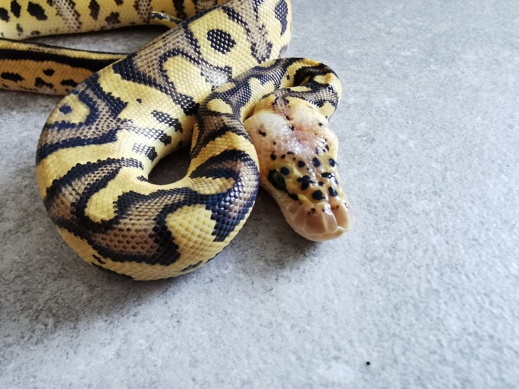 Koningspython; python regius; 1.0 Clown Pastel, Dieren en Toebehoren, Slang, Tam, 0 tot 2 jaar