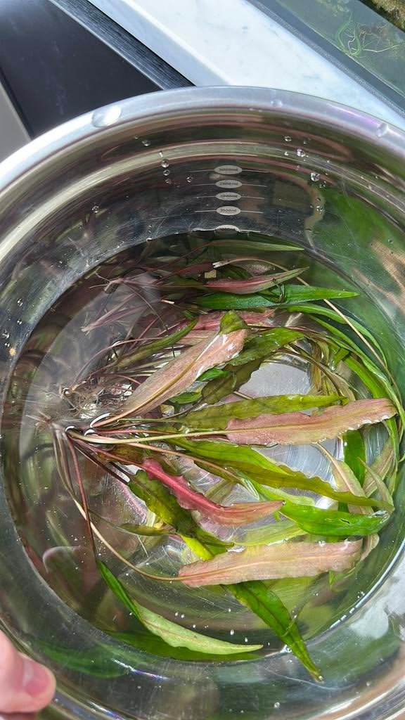 Cryptocoryne (7 plantjes voor €1,50), Dieren en Toebehoren, Vissen | Aquariumvissen, Overige typen