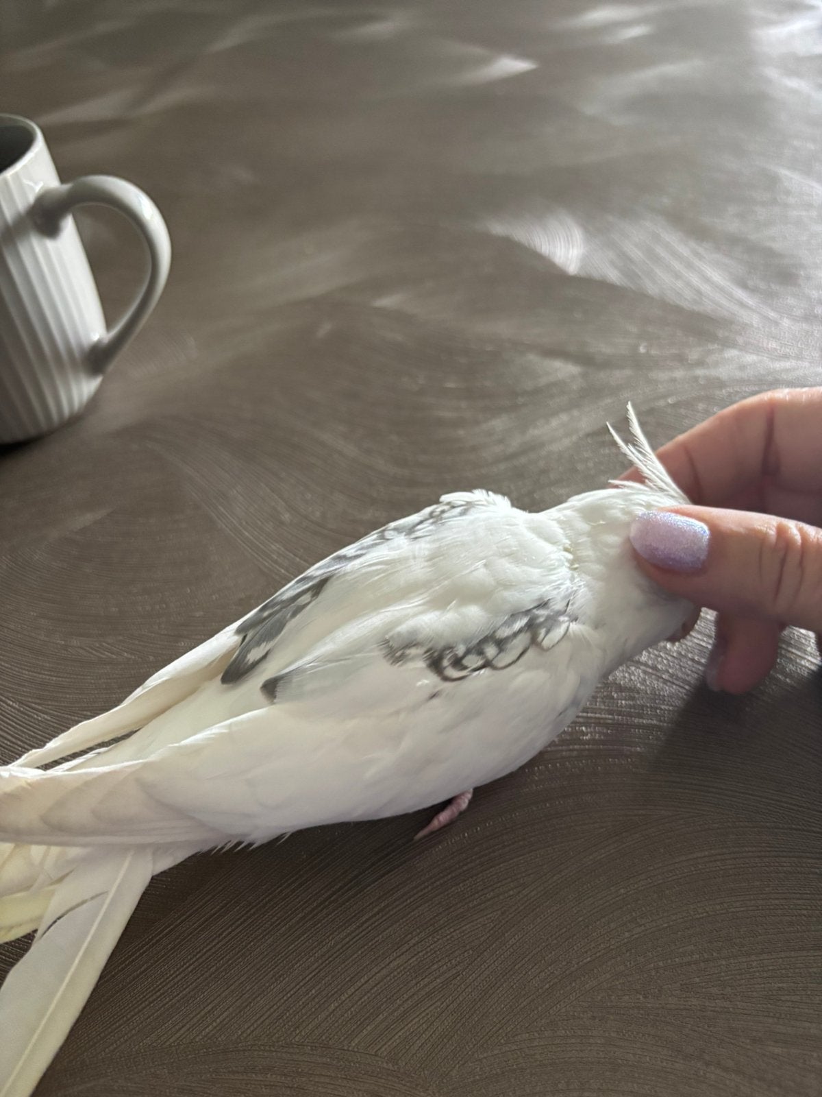 Valkparkiet handtam, Dieren en Toebehoren