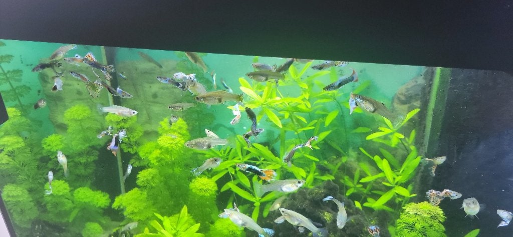 10 stuks guppy, Vis, Zoetwatervis