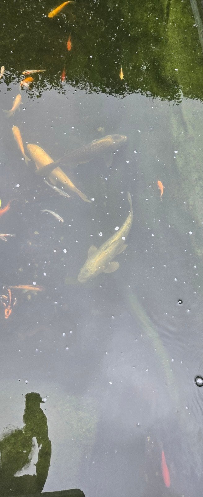 koi en 25 cm  windes... koi 50 cm, Dieren en Toebehoren