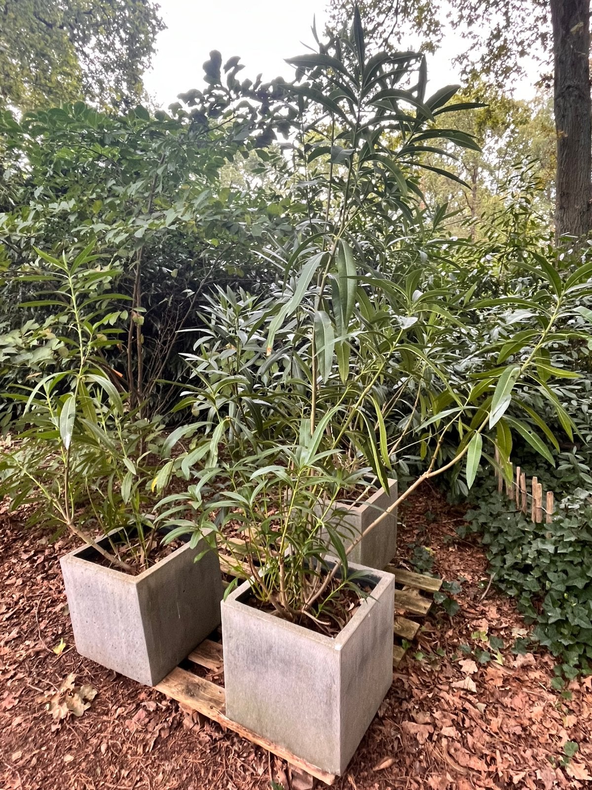 Oleander, Tuin en Terras, Ophalen