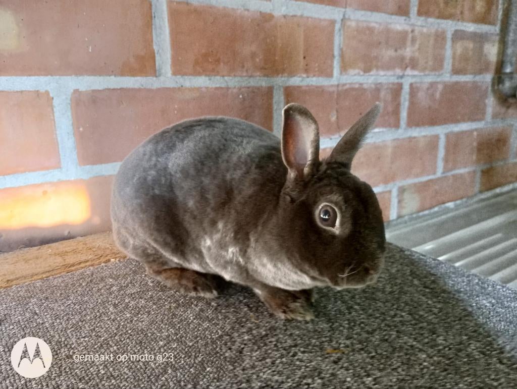 Rex dwerg voedstertje in blauw., Dieren en Toebehoren, Konijnen, Dwerg