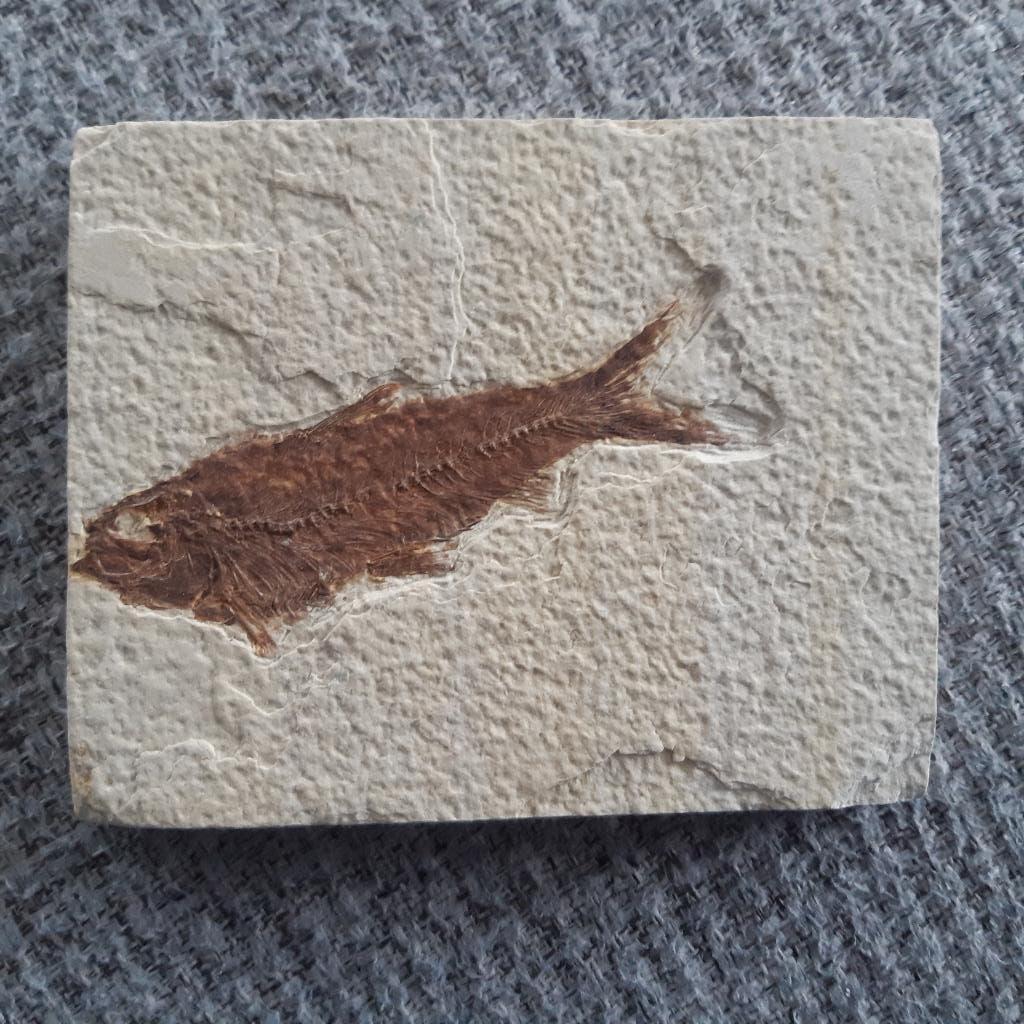 Poisson fossile, Collections, Enlèvement ou Envoi, Fossile