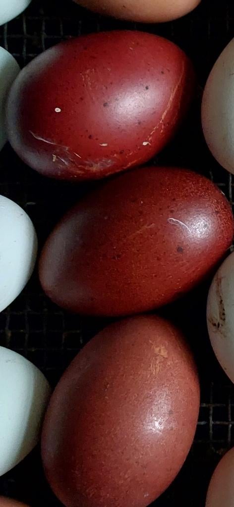 Marans broedeieren, Dieren en Toebehoren