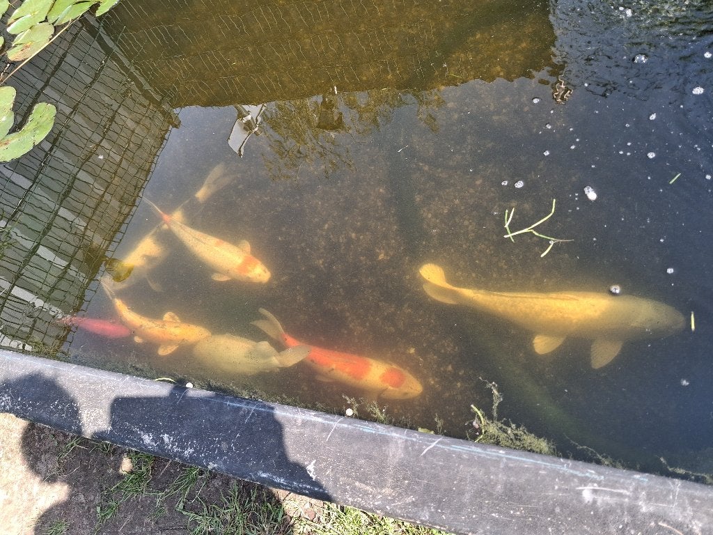 Koi Vissen, Dieren en Toebehoren, Karper of Koi